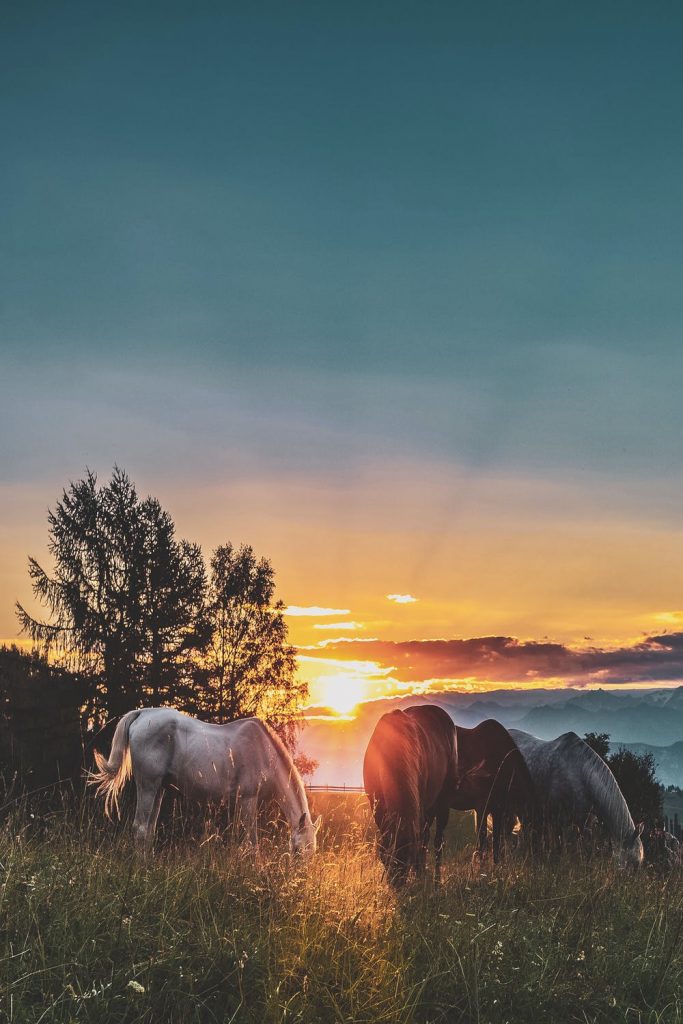 Comprar caballos