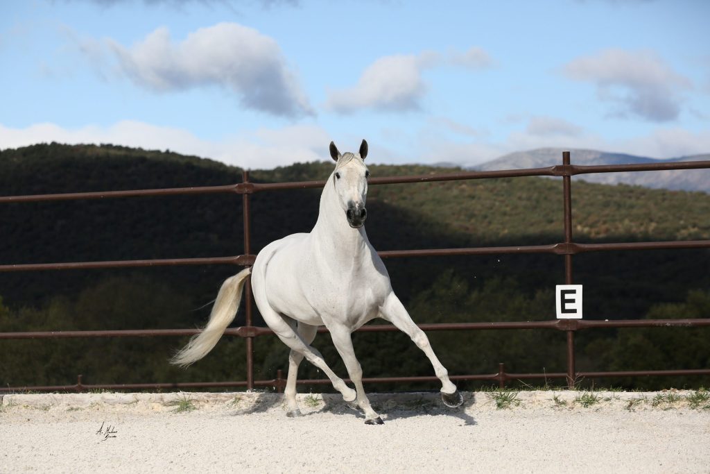 La venta de caballos en España