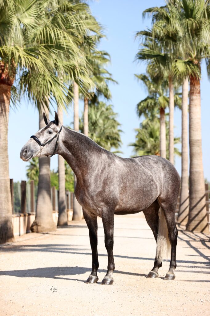 Comprar caballos