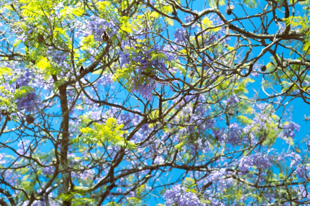 calefacción verde