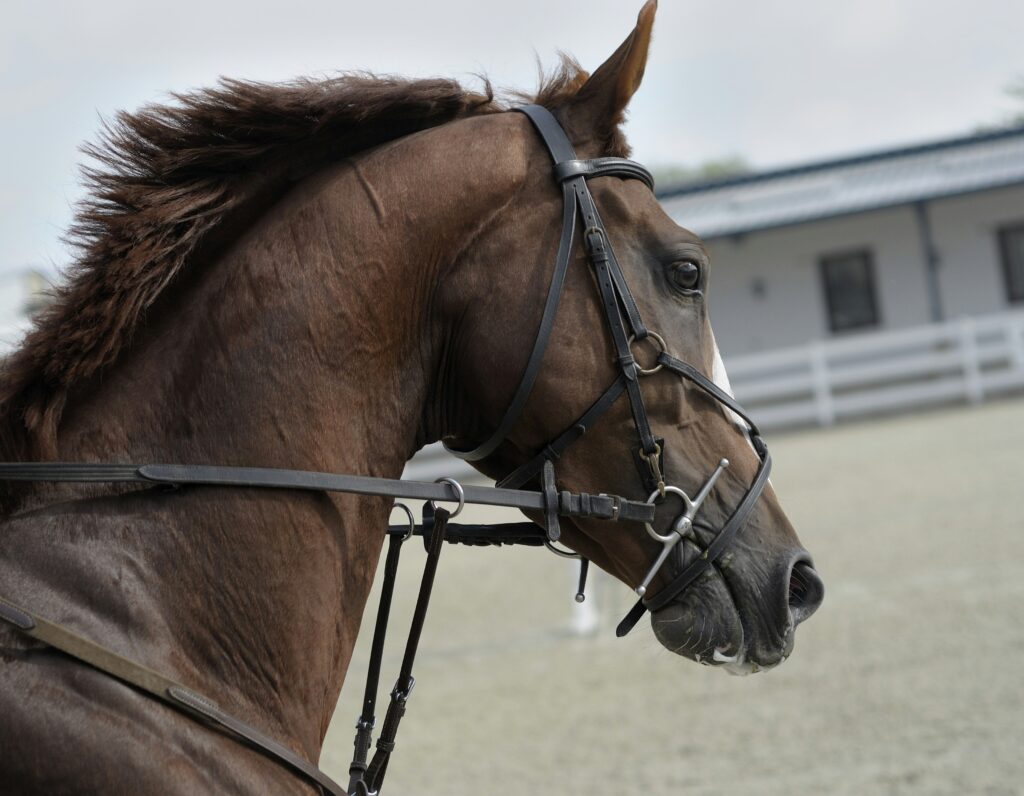 caballo español en venta